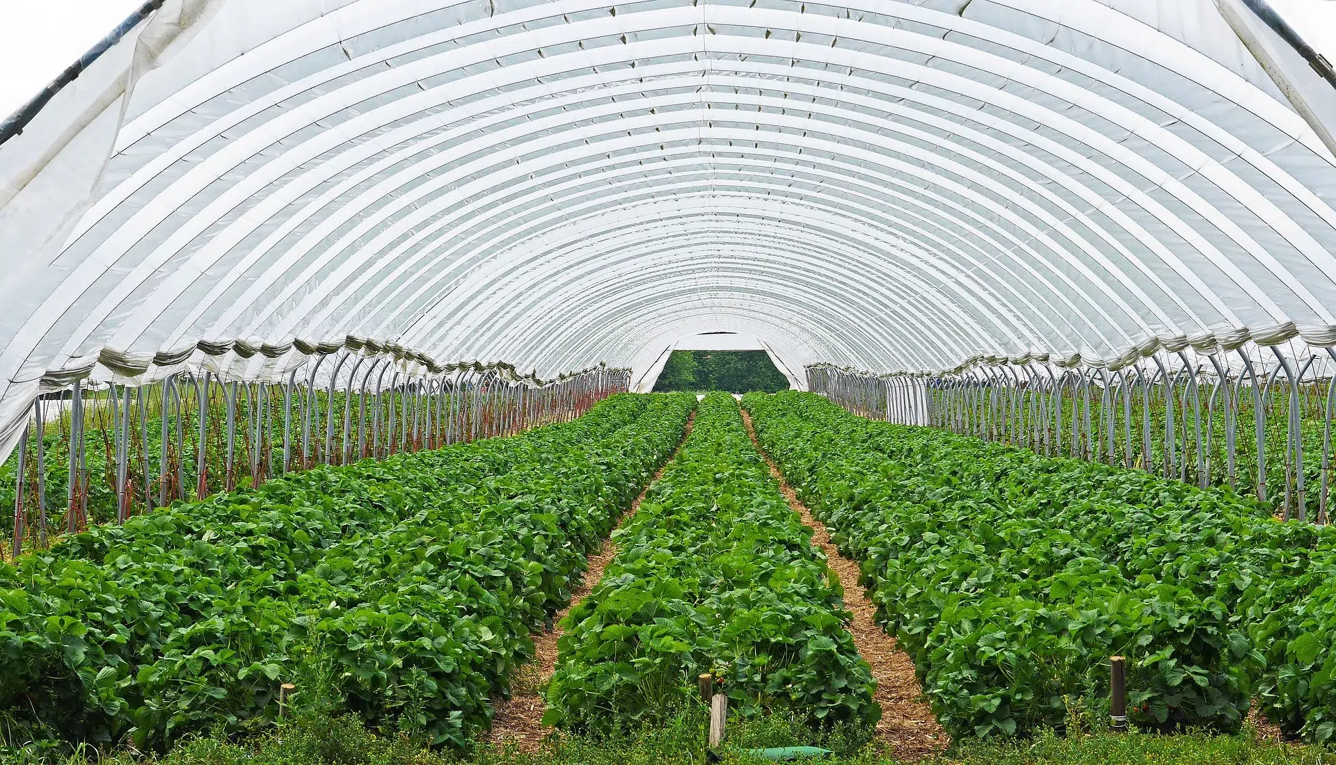 IT-Formule-IT-Voor-Tuinbouw-En-Sierteelt zakelijk internet voor bedrijven